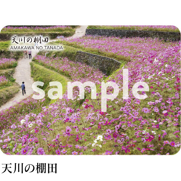 天川の棚田