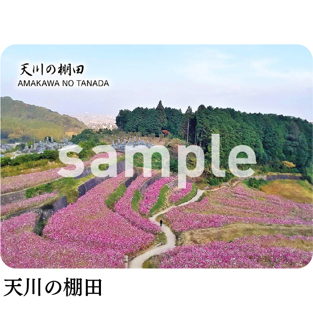 天川の棚田
