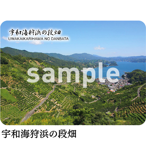 宇和海狩浜の段畑