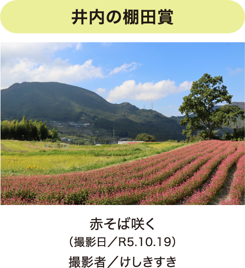 フォトコンテスト写真