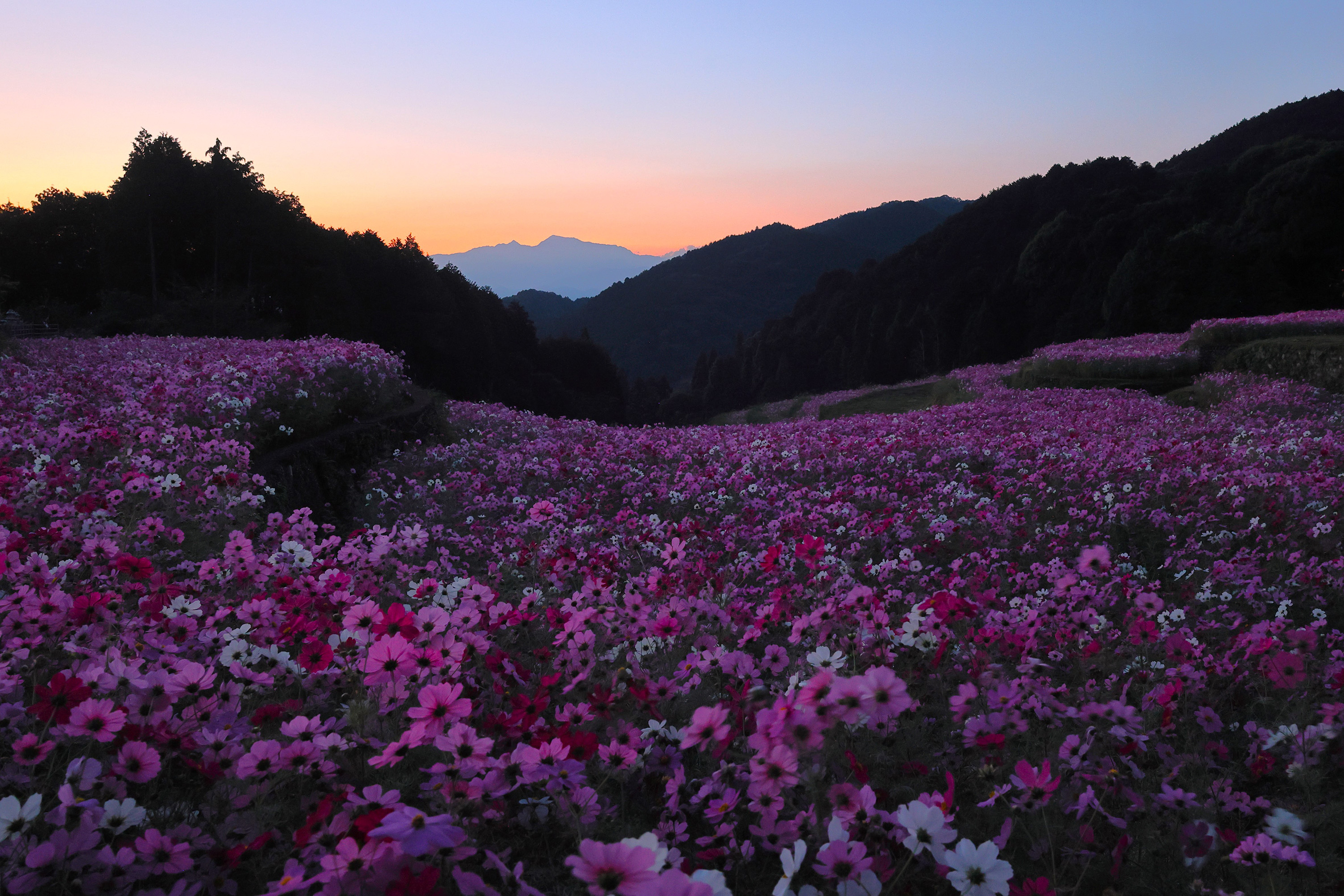 フォトコンテスト写真