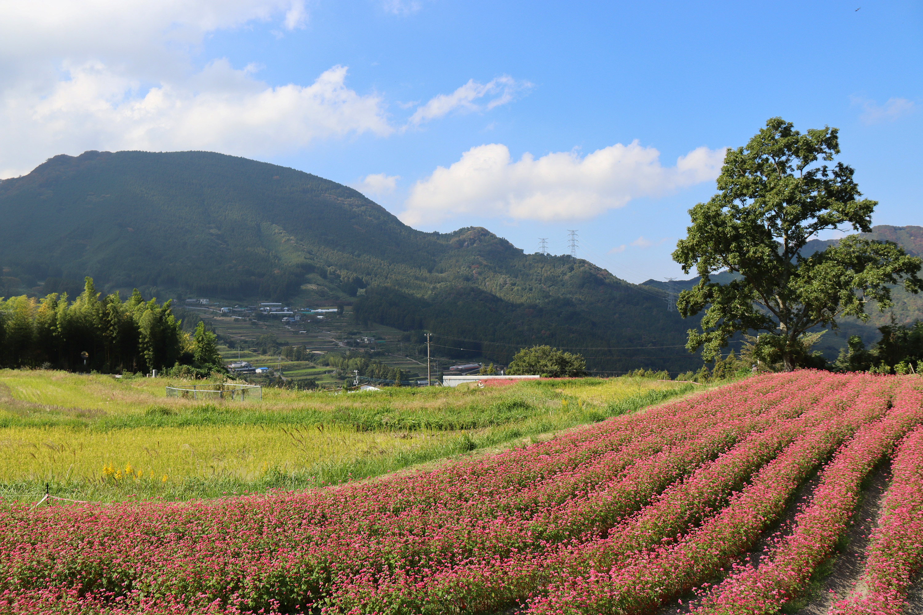 フォトコンテスト写真