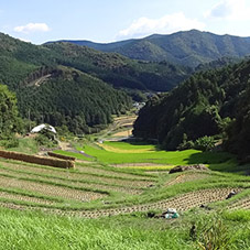堂の坂の棚田
