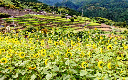 千町の棚田とひまわりの写真