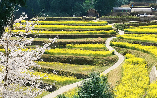 天川の棚田春の写真