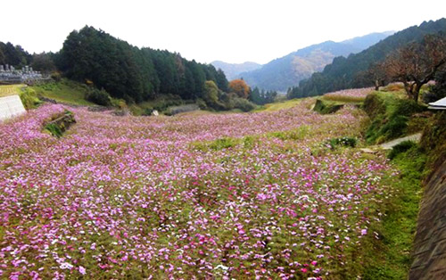 天川の棚田と花の写真