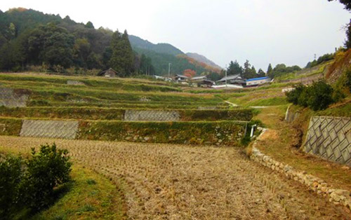 天川の棚田の稲刈り後の写真