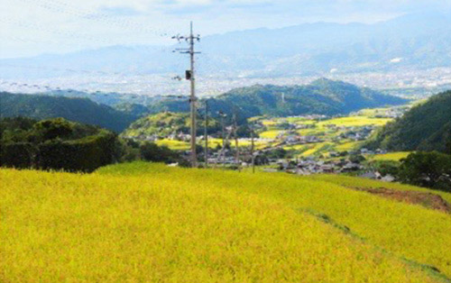 棚田・段畑