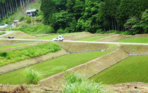 田植え後の遅越の棚田の写真