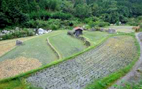 棚田・段畑