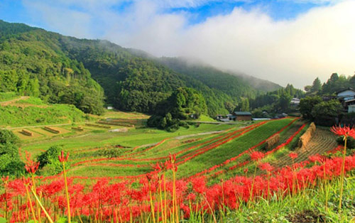 棚田・段畑