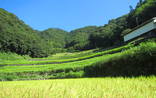 棚田・段畑