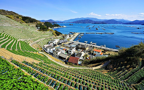棚田・段畑