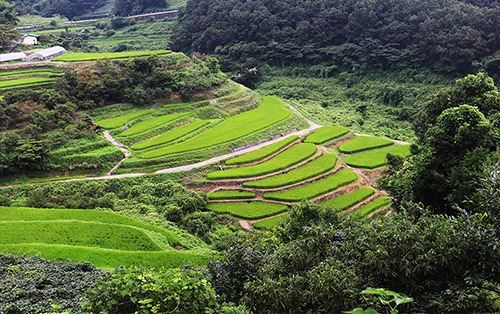 棚田・段畑