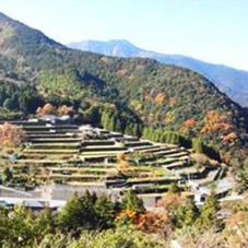 下津池の棚田