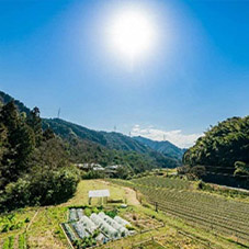 奥松瀬川の棚田