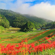 稲積棚田