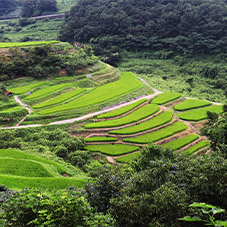 本郷谷の棚田
